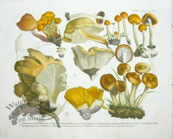 Mushroom Atlas 12